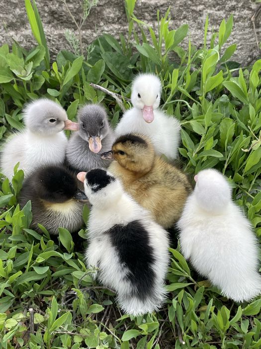Boboci de rata polara romaneasca si pekin
