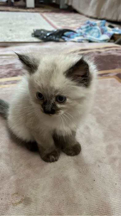 Домашние котятаа