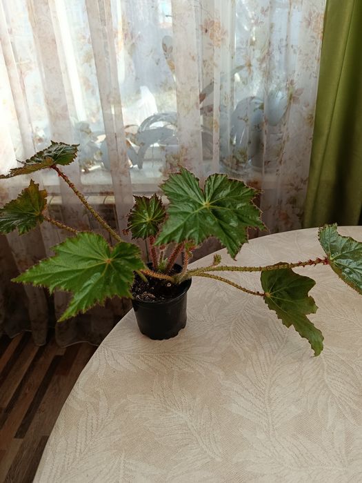 Бегония манжетная