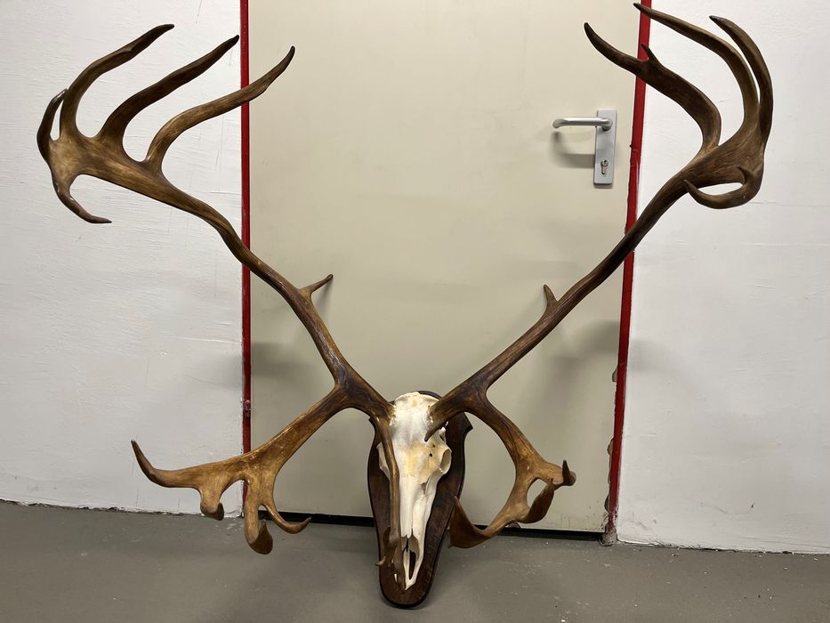 Огромен трофей от карибу - Северен Елен