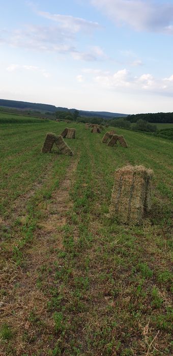 Baloti lucernă și  fân  2025