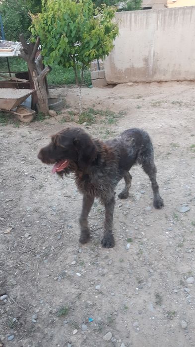 Дратхаар кабель Родословной вязка