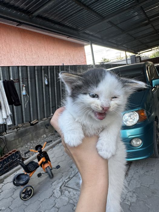Котенок мальчик
