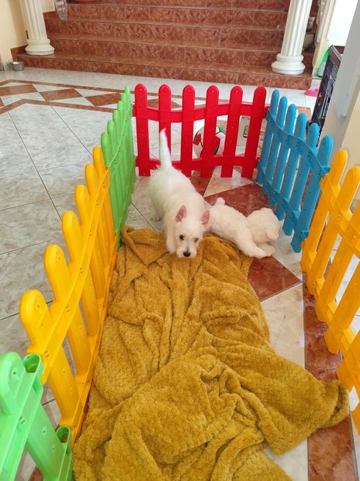 Fetiță West Highland white terrier