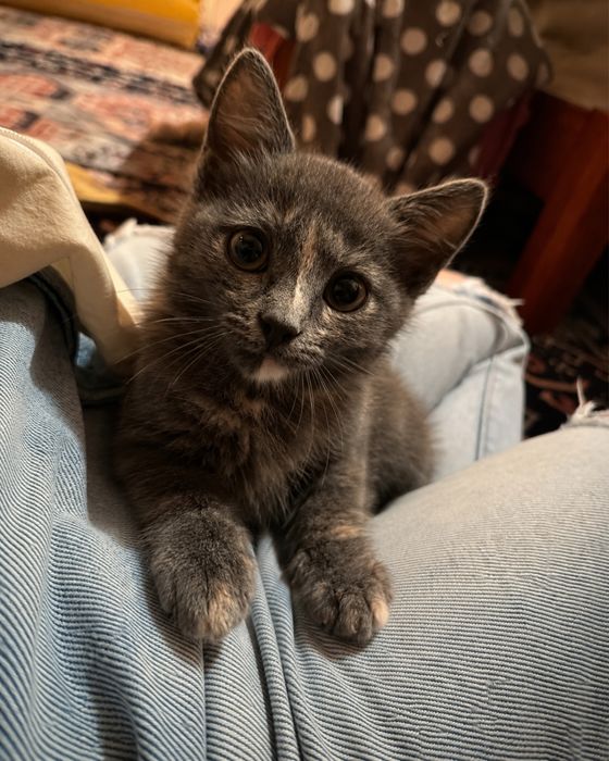Котенок девочка 1,5-2 месяца