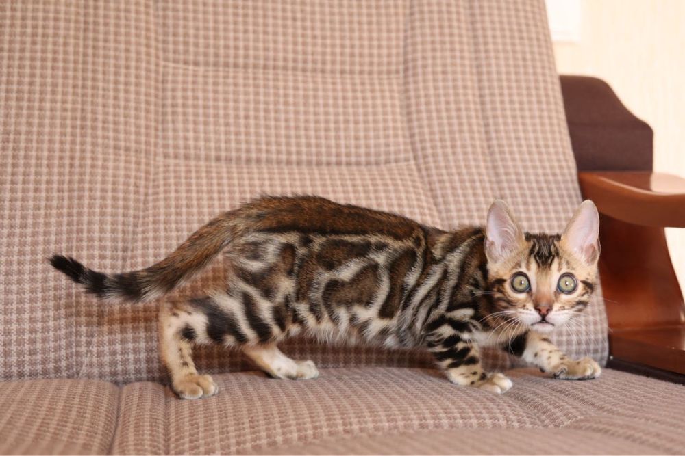 Элитные клубные бенгалськие котята!