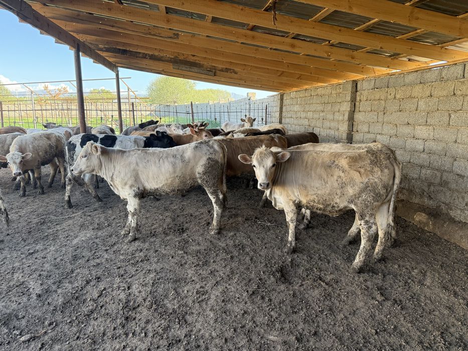 Еркек бұқалар 28 бас