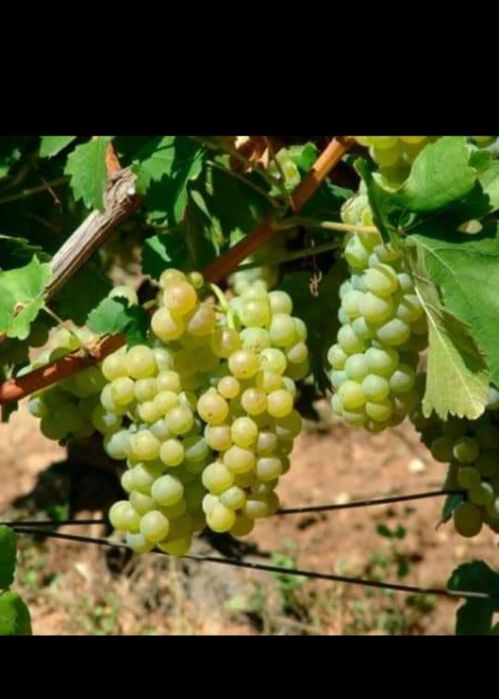 Butasi de vită de vie de anul 2 și de anul 3