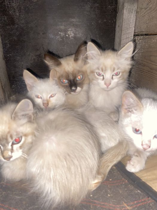 Котенки ищет хозяев.