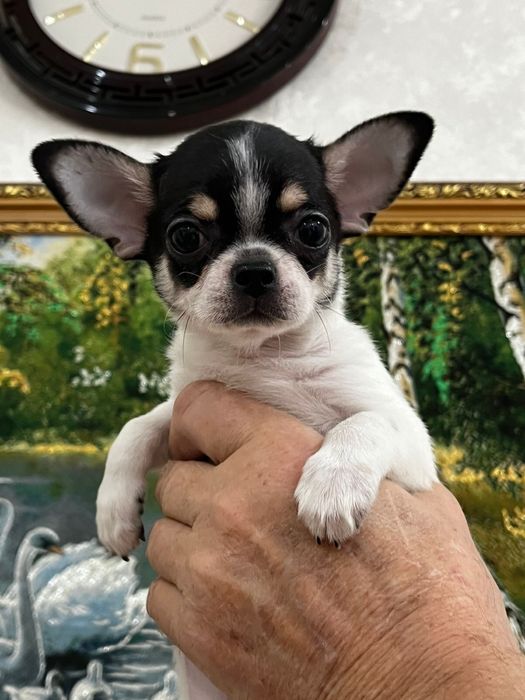 Чихуахуа беби фейс