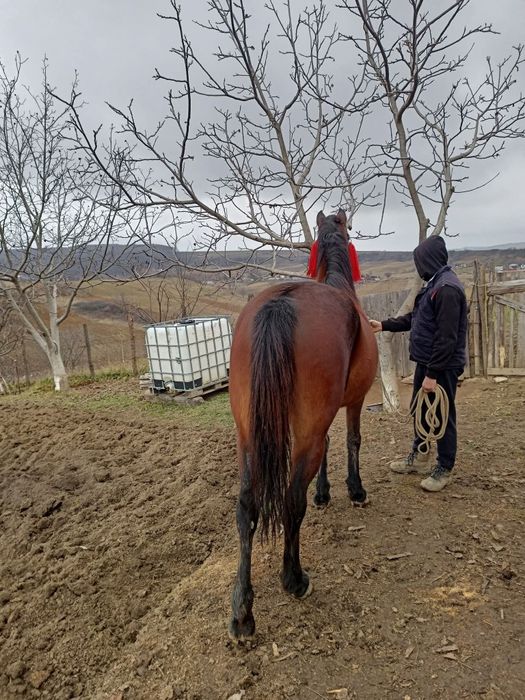 Vând iapă în vârstă de 10 ani