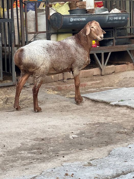Уруглика кочкор сотилади