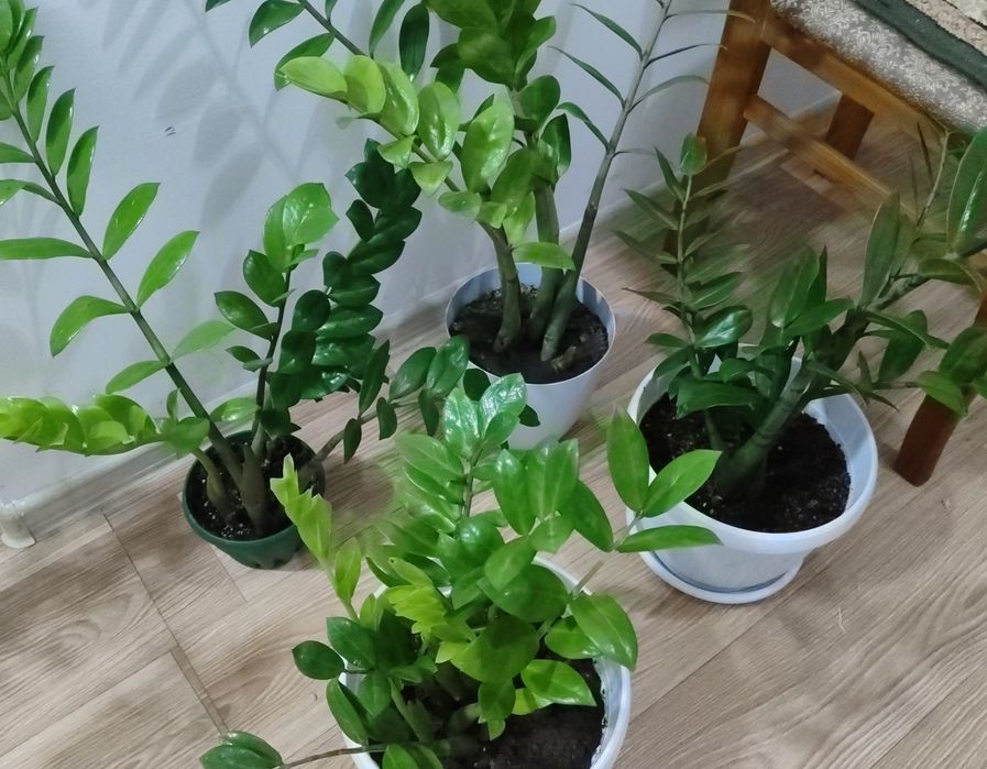 Долларовое дерево; Алоэ.