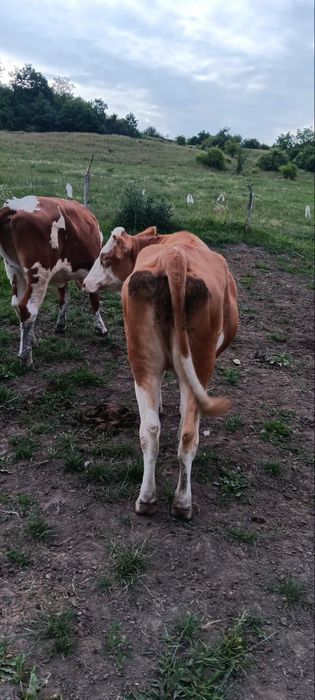 Vând juninca de 1,7 luni