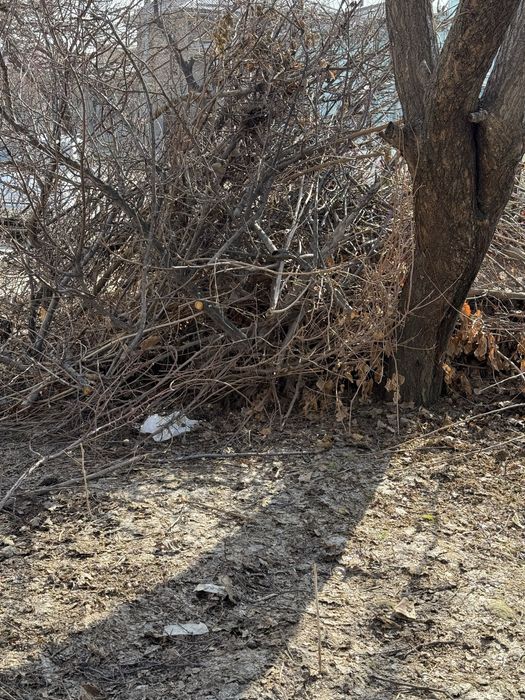 O'tin Shox shaba tekinga