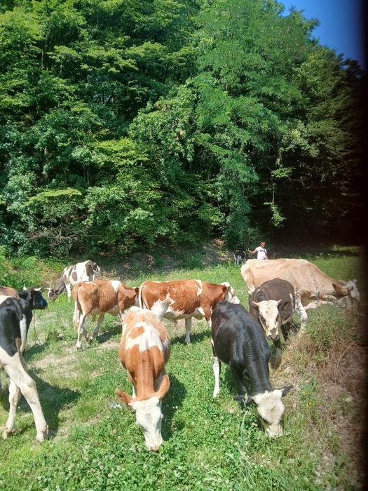 Vind 11  taurii de la 200 la  500 kg