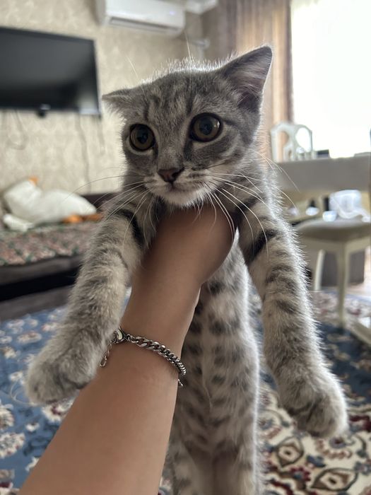 Котенок в хорошие руки