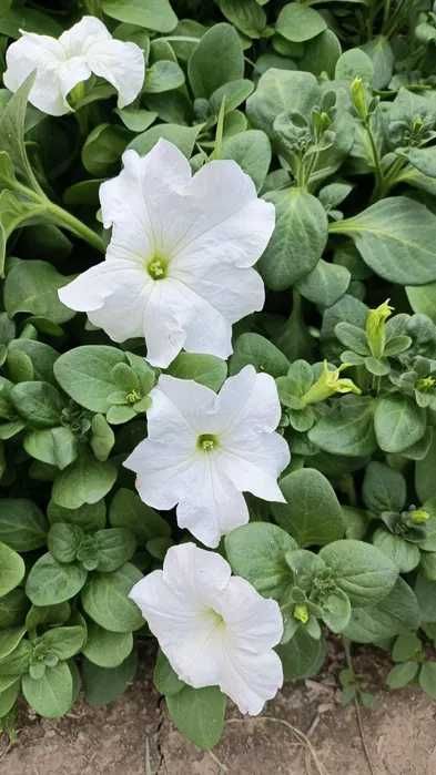 Gul ko'chatlari sotiladi