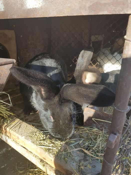 Iepuri masculi si pui de iepuri