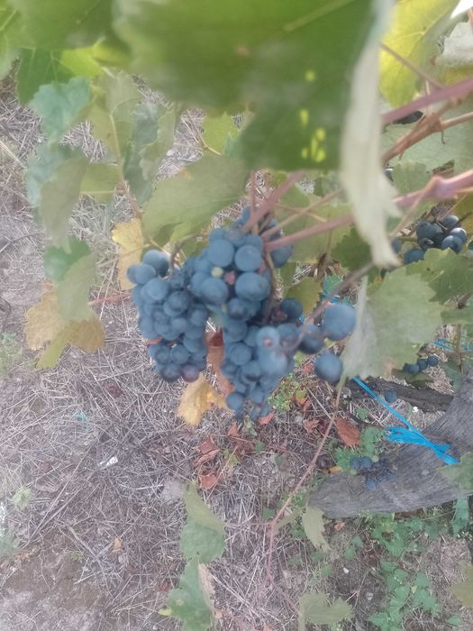 Struguri de vînzare ananas și novă