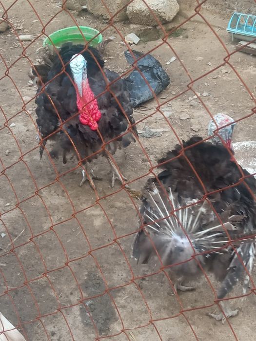 Продаеться индюки самец 2 шт и самка  1 шт