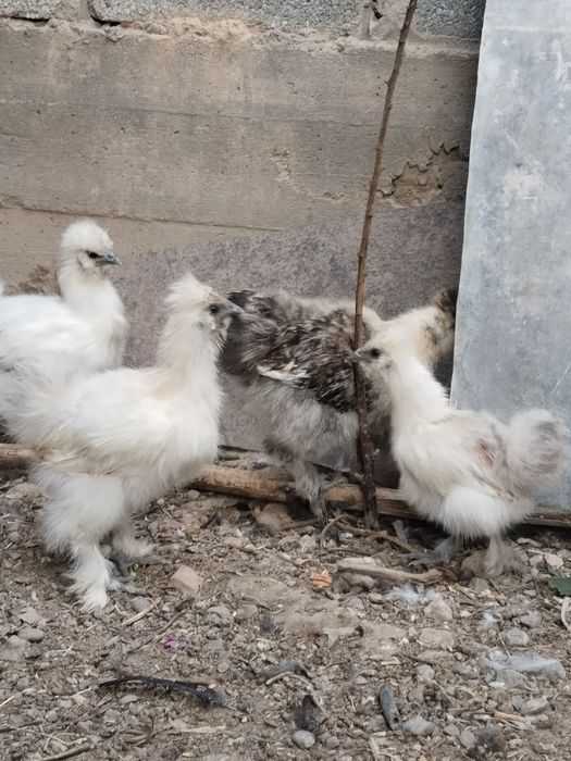 продам китайских шелковых цыплят