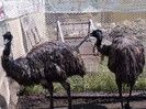 Vand stuti Australian Emu