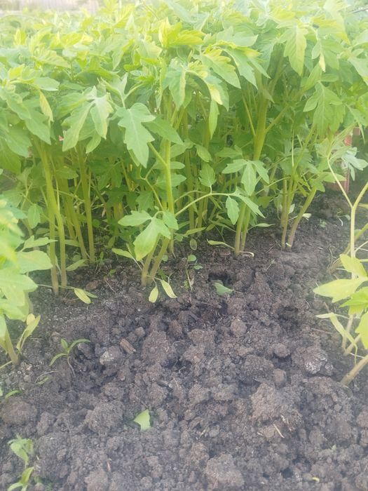 Рассада закаленая без химии