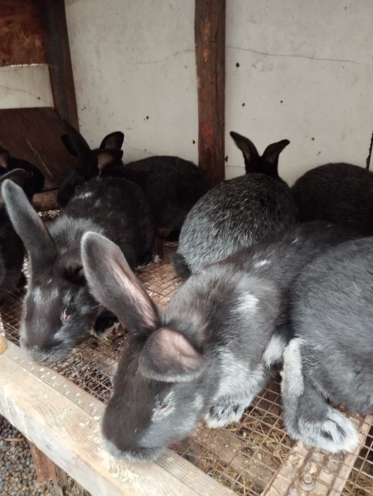 Кролики полтавское серебро