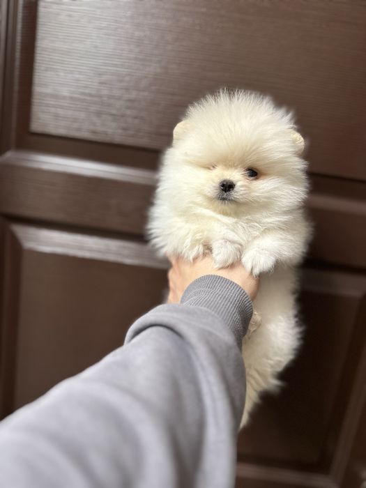 Мини- Померан.