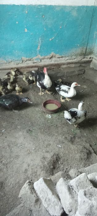 Indautka joʻjalari sotiladi