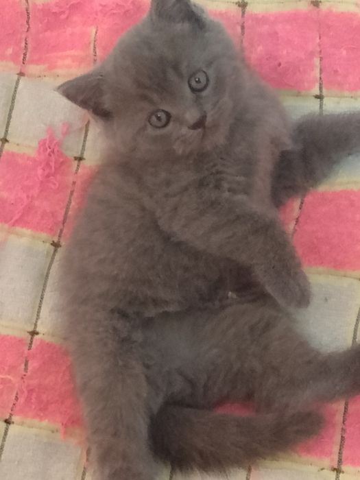Котята Элитные чистокровные британцы