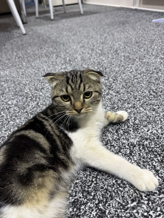 Котенок скоттиш фолд 6 ти месячный