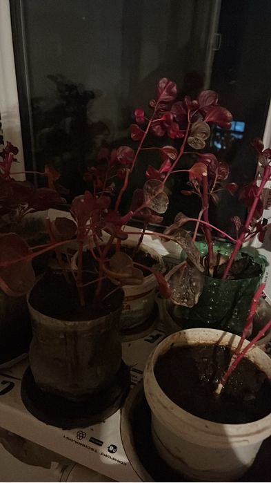 Продаются комнатные растения