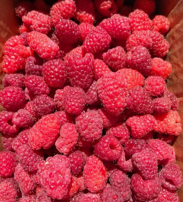 Саженцы малины сорт Полька