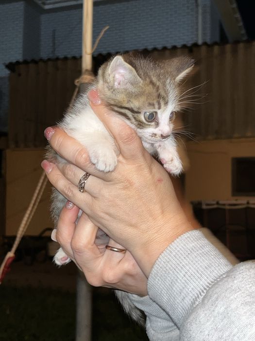 Отдам котенка в добрые руки
