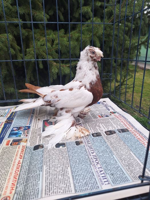 Продам самку капканку