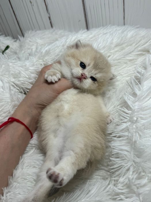 Шиншиллы золотые британские