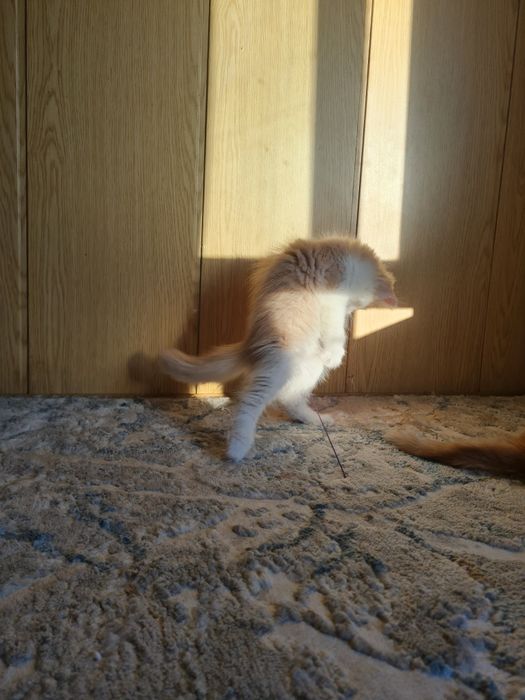 Котёнок в добрые и ответсвенные руки