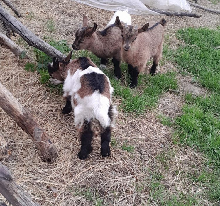 Vând 3 țăpușori alpini francezi