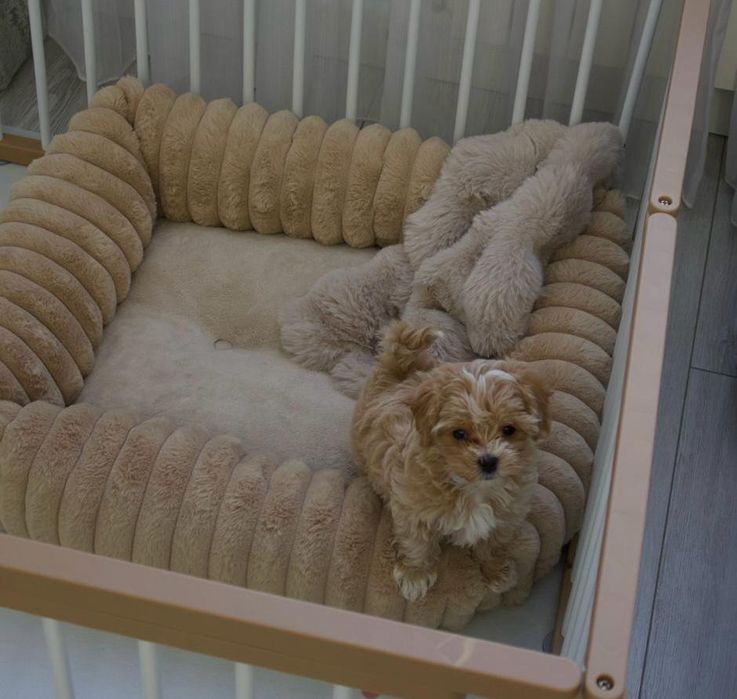 Продаются щенки мальтипу мини