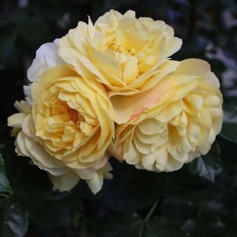 Butas (Răsad) de Trandafir  soi Ascot - rosu, Mauritia - roz, , Lampion-galben, Aqurell - roz galben, pt plantat