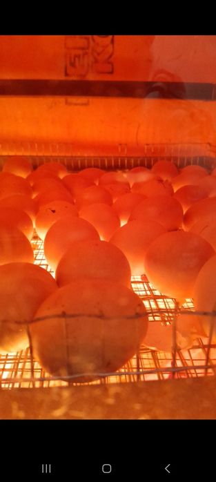 Инкубатор сотилади 300 талик