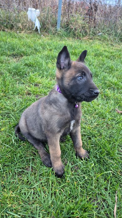 Ciobănesc Belgian Malinois