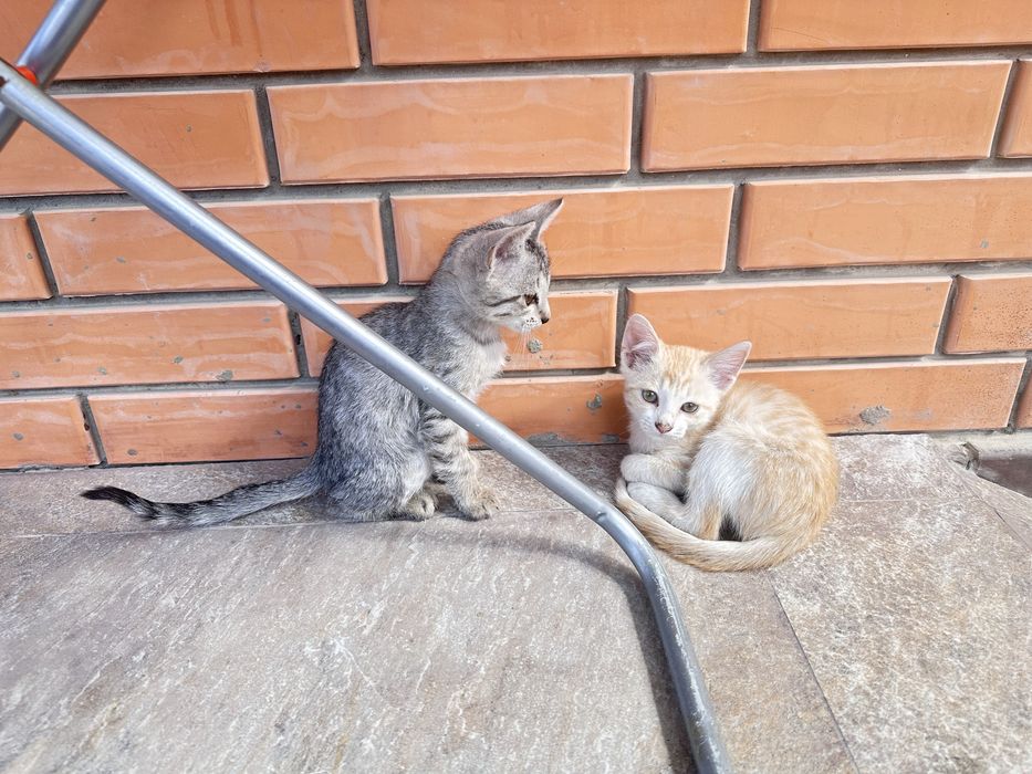 Продам котят срочно!!!