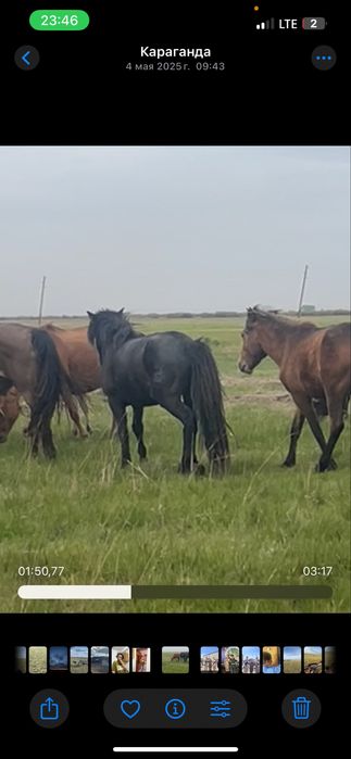 продается жеребец 8 лет казах