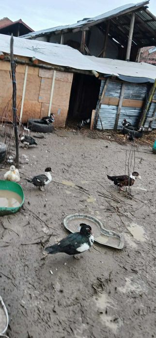 Vand rate mute si gaini americane