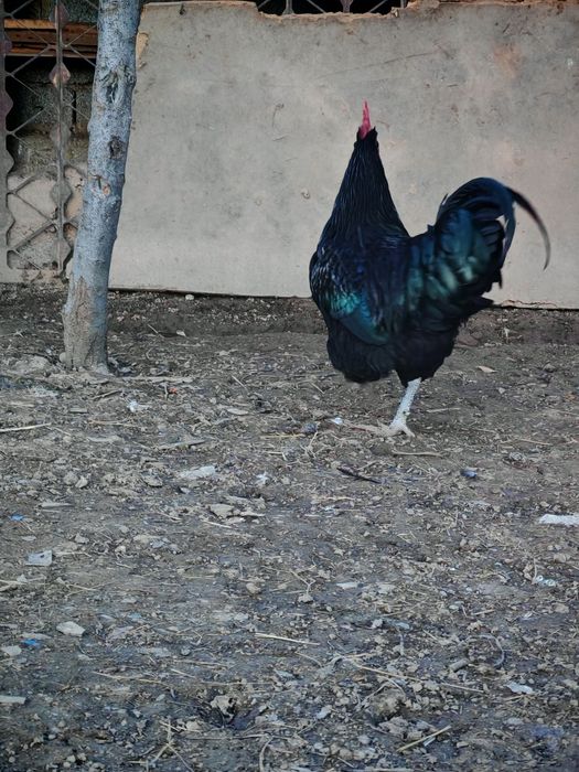 Jersiy gigant va Astralop zodliy tovuq tuxumlariga zakaz olamizi