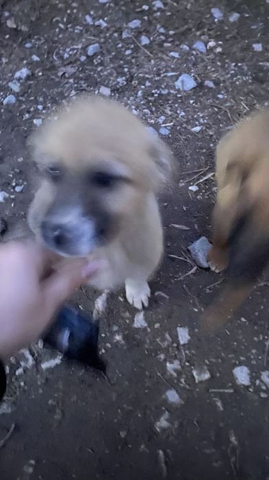 Отдам щенят в добрые руки