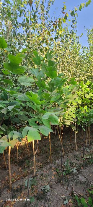 Берёза кучатлари сотилади